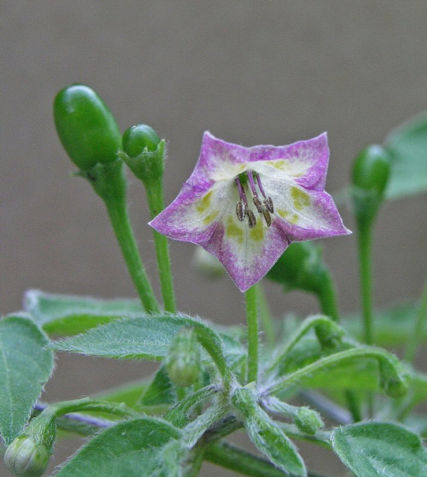 کوماری - معرفی درختان میوه